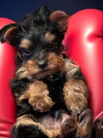 processed/2e954bab-21ee-4f38-9a64-fc010180845c/listing/52ab03f6-5de8-41d5-8075-6bd2f2f076a0/3e7fade4-9739-4526-93cb-7932bb985eab