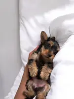 processed/2e954bab-21ee-4f38-9a64-fc010180845c/listing/61285df2-a786-43aa-9818-e7be17668041/457a6cf3-2e13-48f8-b1e1-5af77316f2b4