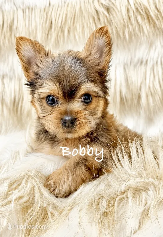 Bobby – Yorkshire Terrier puppy for sale in Morgan Hill, CA