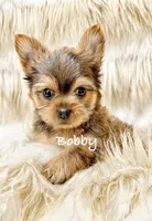 Bobby, a male Yorkshire Terrier for sale in Morgan Hill, CA – 1 of 1