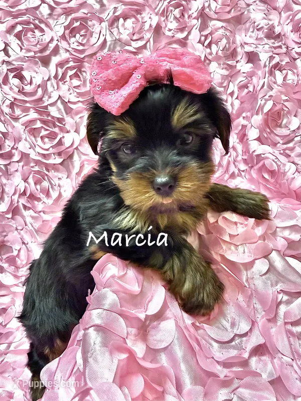 Marcia – Yorkshire Terrier puppy for sale in Morgan Hill, CA