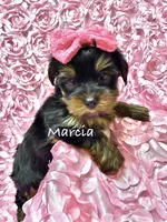 Marcia, a female Yorkshire Terrier for sale in Morgan Hill, CA – 1 of 1