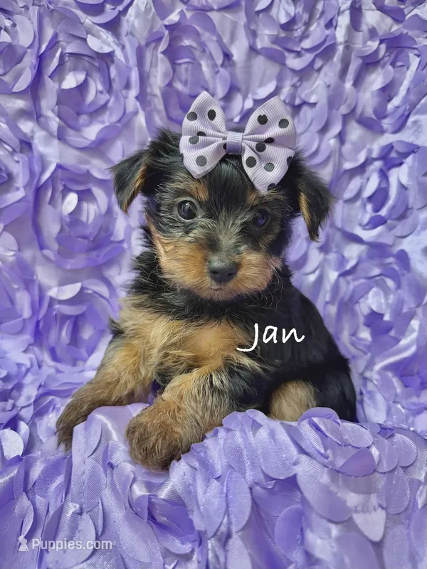 Jan – Yorkshire Terrier puppy for sale in Morgan Hill, CA