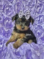 Jan, a female Yorkshire Terrier for sale in Morgan Hill, CA – 1 of 1