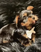 Greg, a male Yorkshire Terrier for sale in Morgan Hill, CA – 1 of 1
