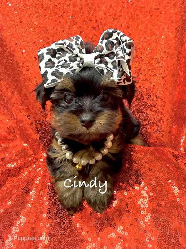 Cindy – Yorkshire Terrier puppy for sale in Morgan Hill, CA