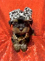 Cindy, a female Yorkshire Terrier for sale in Morgan Hill, CA – 1 of 1