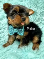 Peter, a male Yorkshire Terrier for sale in Morgan Hill, CA – 1 of 1