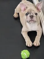 Kona, a male French Bulldog for sale in Raleigh, NC – 6 of 9