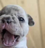 Kona, a male French Bulldog for sale in Raleigh, NC – 7 of 9
