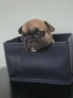Cappuchino, a male French Bulldog for sale in Raleigh, NC – 6 of 9