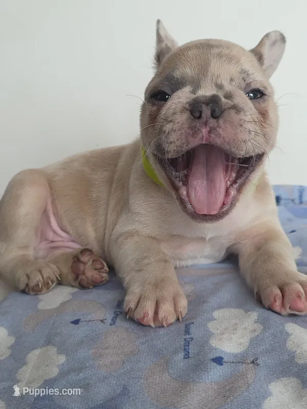 Kona – French Bulldog puppy for sale in Raleigh, NC