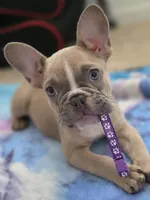 Latte, a female French Bulldog for sale in Raleigh, NC – 1 of 6
