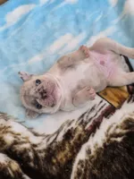 Kona, a male French Bulldog for sale in Raleigh, NC – 5 of 9