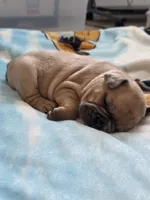 Mocha, a female French Bulldog for sale in Raleigh, NC – 4 of 8