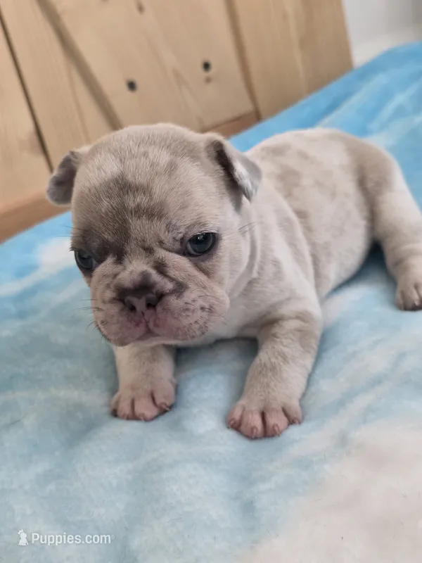 Kona – French Bulldog puppy for sale in Raleigh, NC