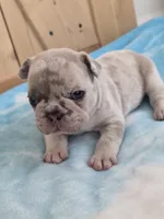 Kona, a male French Bulldog for sale in Raleigh, NC – 1 of 9