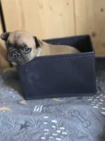 Cappuchino, a male French Bulldog for sale in Raleigh, NC – 5 of 9