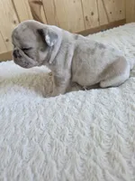 Kona, a male French Bulldog for sale in Raleigh, NC – 2 of 9