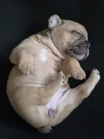 Mocha, a female French Bulldog for sale in Raleigh, NC – 5 of 8