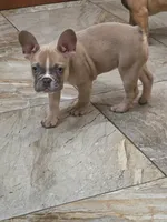Latte, a female French Bulldog for sale in Raleigh, NC – 3 of 6