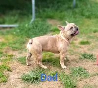 Kona, a male French Bulldog for sale in Raleigh, NC – 8 of 9