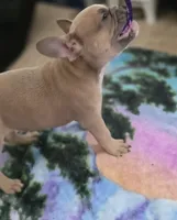 Latte, a female French Bulldog for sale in Raleigh, NC – 4 of 6