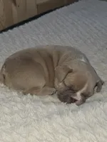 Latte, a female French Bulldog for sale in Raleigh, NC – 3 of 10