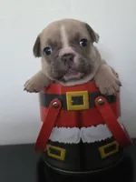 Latte, a female French Bulldog for sale in Raleigh, NC – 2 of 10