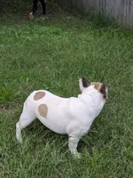 Athena, a female French Bulldog for sale in Raleigh, NC – 5 of 5