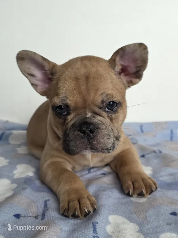 Mocha – French Bulldog puppy for sale in Raleigh, NC