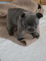 Glory, a female French Bulldog for sale in Raleigh, NC – Photo 3 of 7