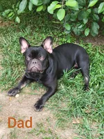 Glory, a female French Bulldog for sale in Raleigh, NC – Photo 6 of 7