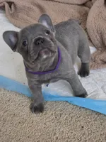 Glory, a female French Bulldog for sale in Raleigh, NC – Photo 1 of 7
