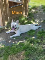 Glory, a female French Bulldog for sale in Raleigh, NC – Photo 7 of 7