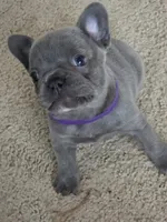 Glory, a female French Bulldog for sale in Raleigh, NC – Photo 4 of 7