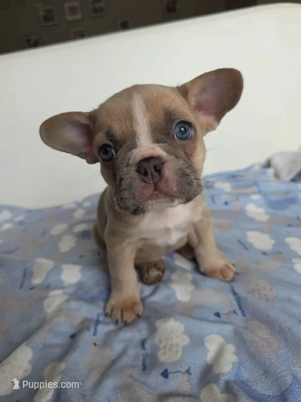 Latte – French Bulldog puppy for sale in Raleigh, NC