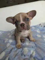 Latte, a female French Bulldog for sale in Raleigh, NC – 1 of 8