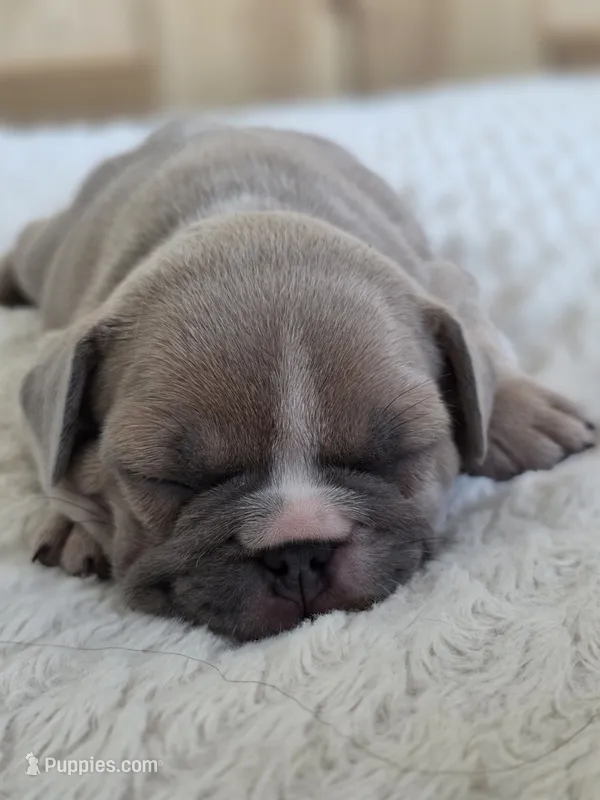 Latte – French Bulldog puppy for sale in Raleigh, NC