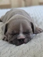 Latte, a female French Bulldog for sale in Raleigh, NC – 1 of 10