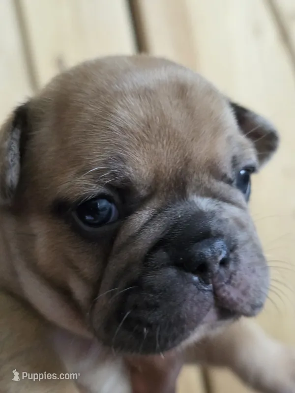 Mocha – French Bulldog puppy for sale in Raleigh, NC