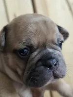 Mocha, a female French Bulldog for sale in Raleigh, NC – 1 of 8