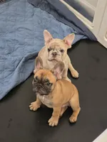 Cappuchino, a male French Bulldog for sale in Raleigh, NC – 2 of 10