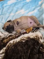 Cappuchino, a male French Bulldog for sale in Raleigh, NC – 3 of 9