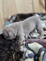 Latte, a female French Bulldog for sale in Raleigh, NC – 5 of 10