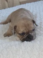Mocha, a female French Bulldog for sale in Raleigh, NC – 3 of 8