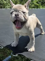 Kona, a male French Bulldog for sale in Raleigh, NC – 7 of 9