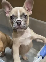 Latte, a female French Bulldog for sale in Raleigh, NC – 6 of 6