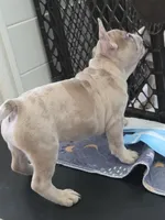 Kona, a male French Bulldog for sale in Raleigh, NC – 2 of 9