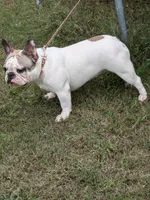 Athena, a female French Bulldog for sale in Raleigh, NC – 2 of 5